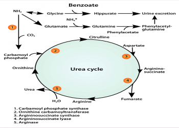 کاربرد سدیم بنزوآت در هایپر آمونمیا