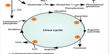 کاربرد سدیم بنزوآت در هایپر آمونمیا