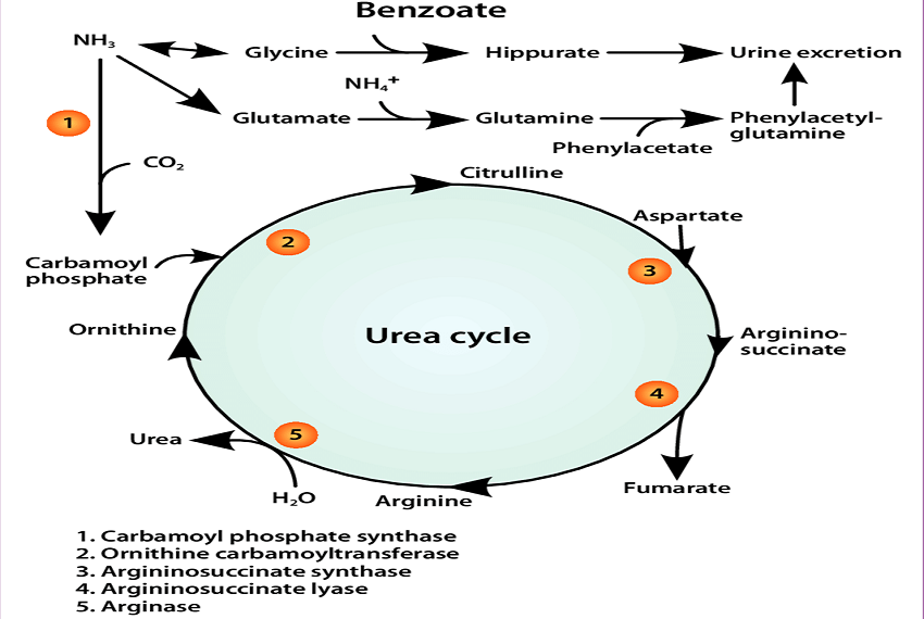 کاربرد سدیم بنزوآت در هایپر آمونمیا